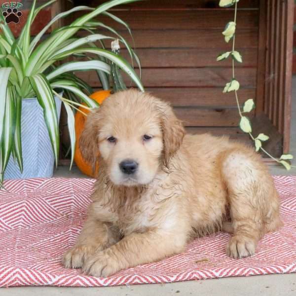 Chloe, Golden Retriever Puppy