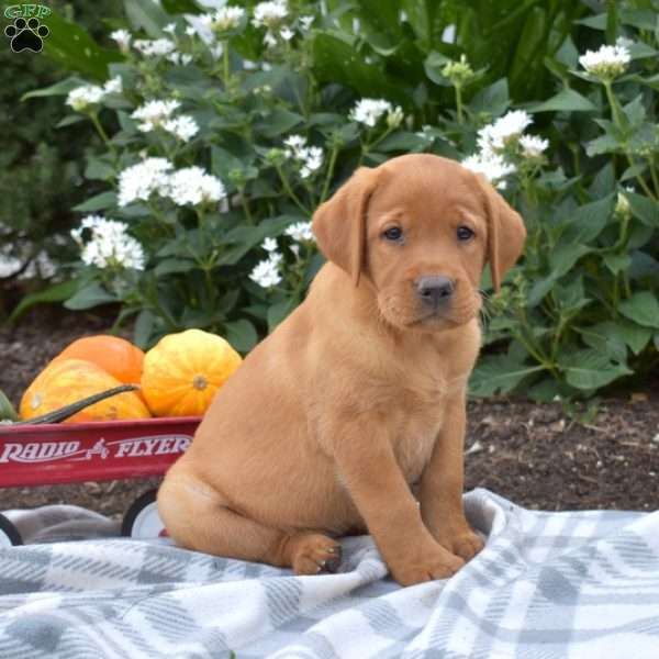 Chloe, Fox Red Labrador Retriever Puppy