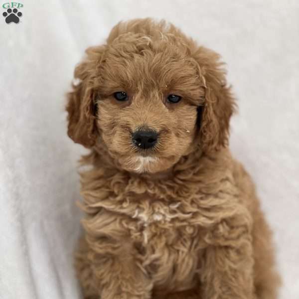 Choco, Cavapoo Puppy