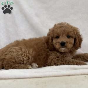 Choco, Cavapoo Puppy