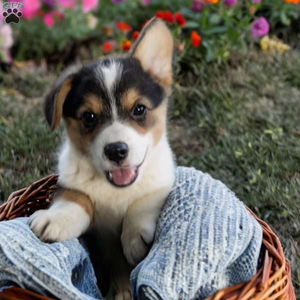 Christopher, Pembroke Welsh Corgi Puppy