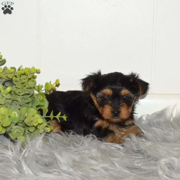 Cider, Yorkie Puppy