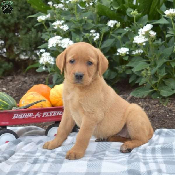 Cider, Fox Red Labrador Retriever Puppy