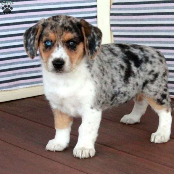 Cinderella, Welsh Corgi Mix Puppy