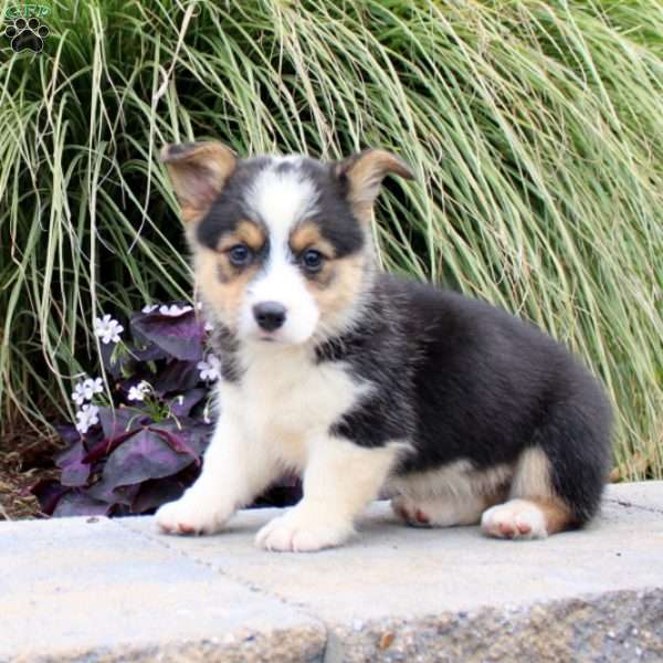 Cindy, Pembroke Welsh Corgi Puppy