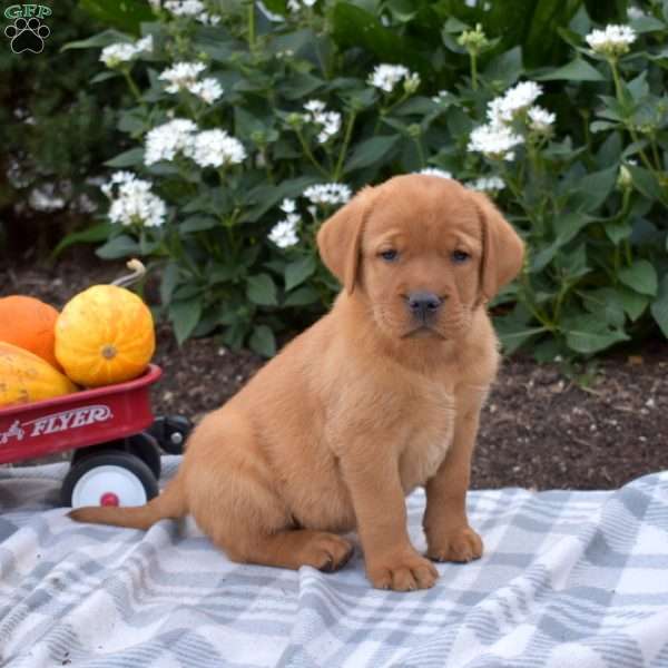 Cinnamon, Fox Red Labrador Retriever Puppy