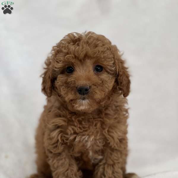 Cinnamon, Cavapoo Puppy