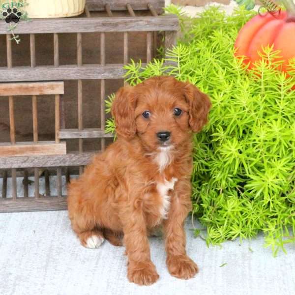 Cleo, Cavapoo Puppy