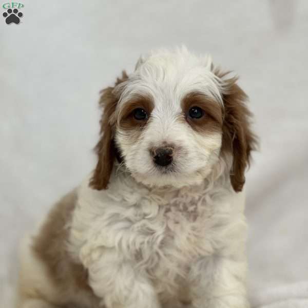 Cloud, Cavapoo Puppy