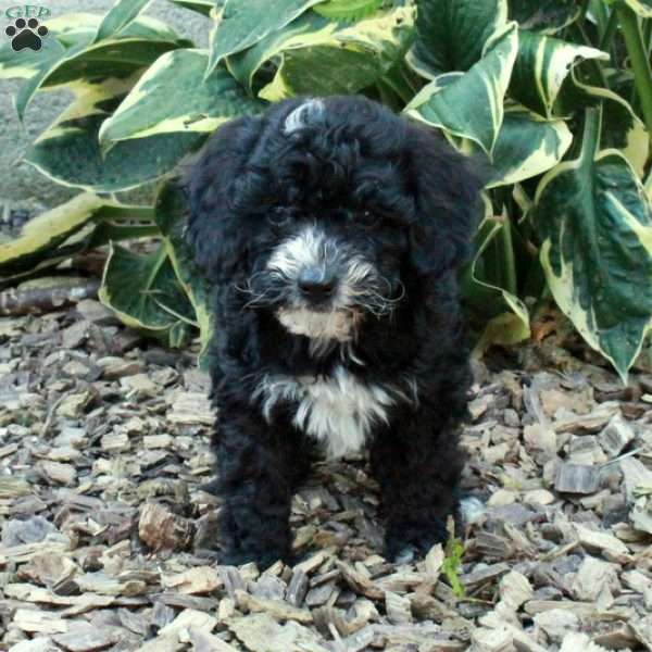 Clover, Cockapoo Puppy