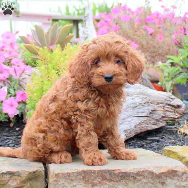 Clyde, Cavapoo Puppy