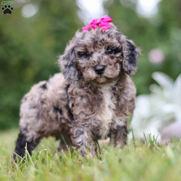 Coco, Mini Goldendoodle Puppy