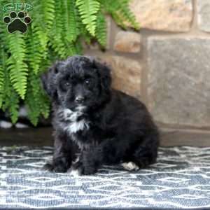 Coco, Miniature Poodle Mix Puppy