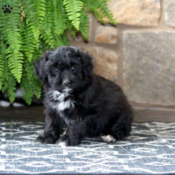 Coco, Miniature Poodle Mix Puppy