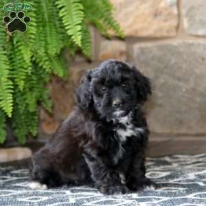 Coco, Miniature Poodle Mix Puppy