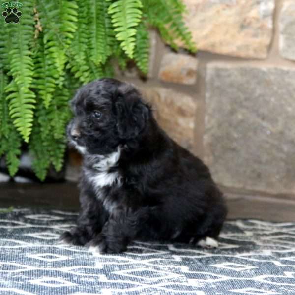 Coco, Miniature Poodle Mix Puppy