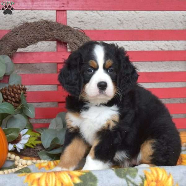 Cocoa, Miniature Bernese Mountain Dog Puppy