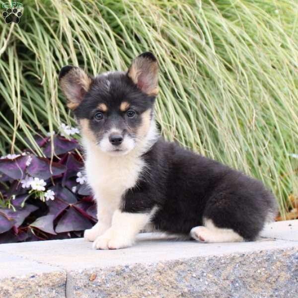 Cocoa, Pembroke Welsh Corgi Puppy