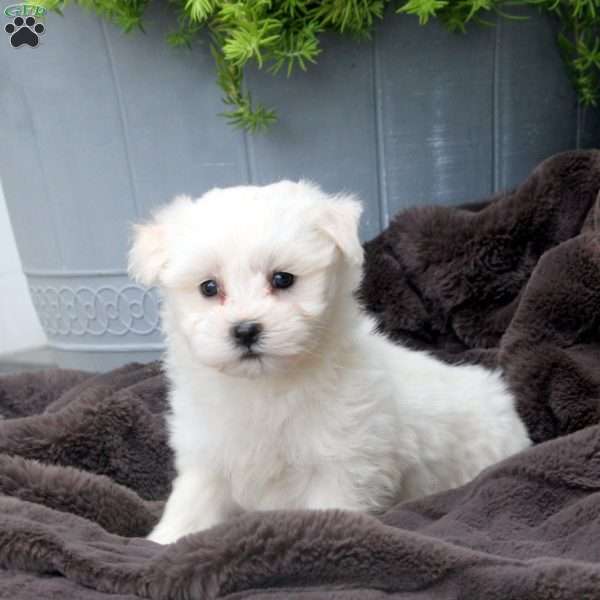 Cody, Morkie / Yorktese Puppy