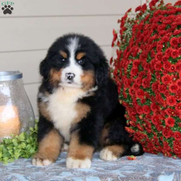 Cody, Bernese Mountain Dog Puppy