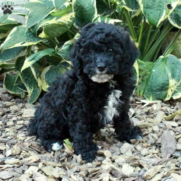 Coffee, Cockapoo Puppy