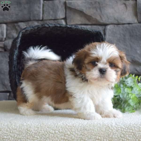 Colby, Shih Tzu Puppy