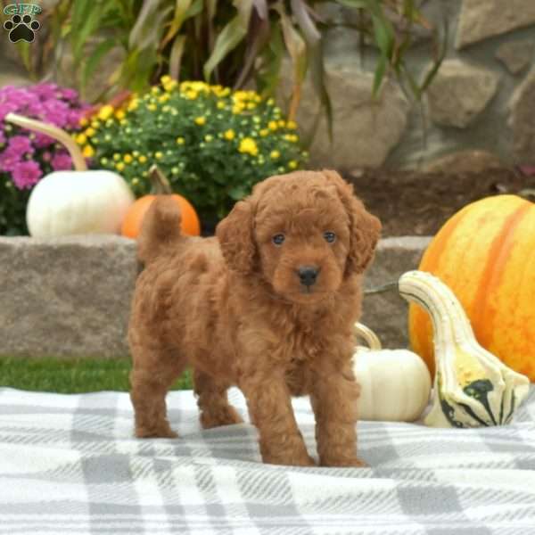 Colby, Mini Goldendoodle Puppy