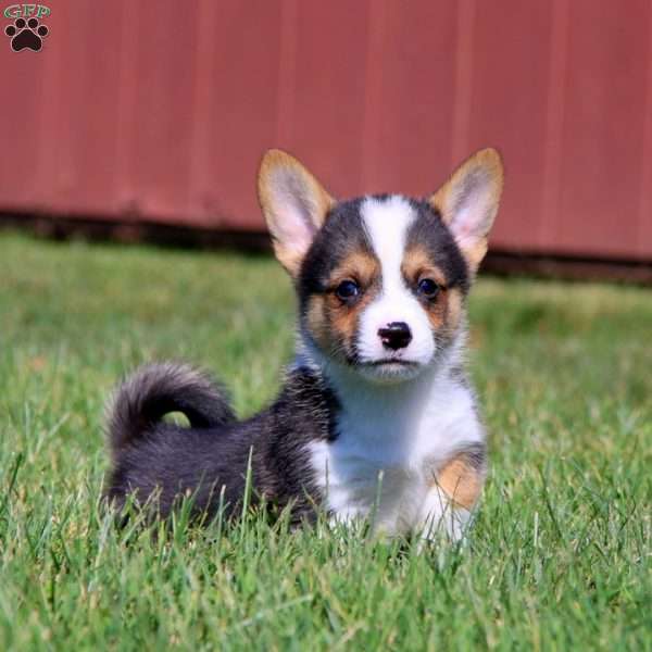 Colby, Pembroke Welsh Corgi Puppy