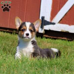 Colby, Pembroke Welsh Corgi Puppy