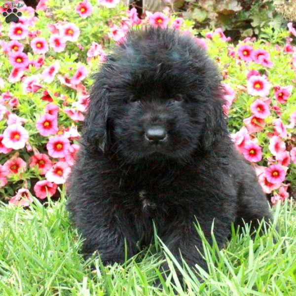 Cole, Newfoundland Puppy