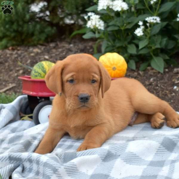 Comet, Fox Red Labrador Retriever Puppy