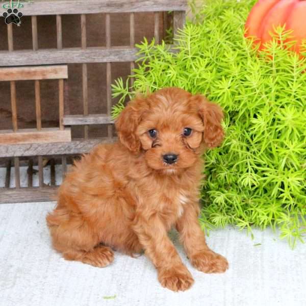 Conner, Cavapoo Puppy