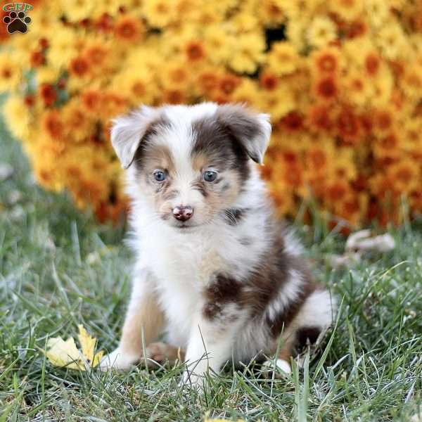 Connie, Miniature Australian Shepherd Puppy