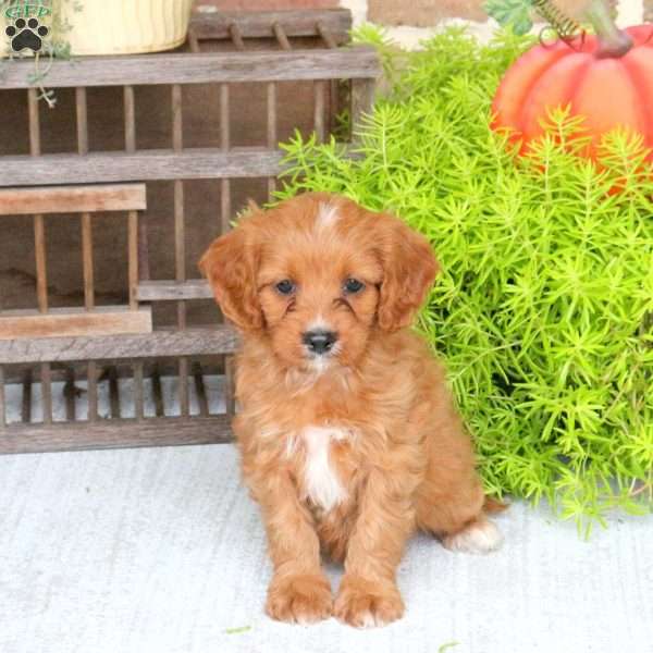 Cookie, Cavapoo Puppy