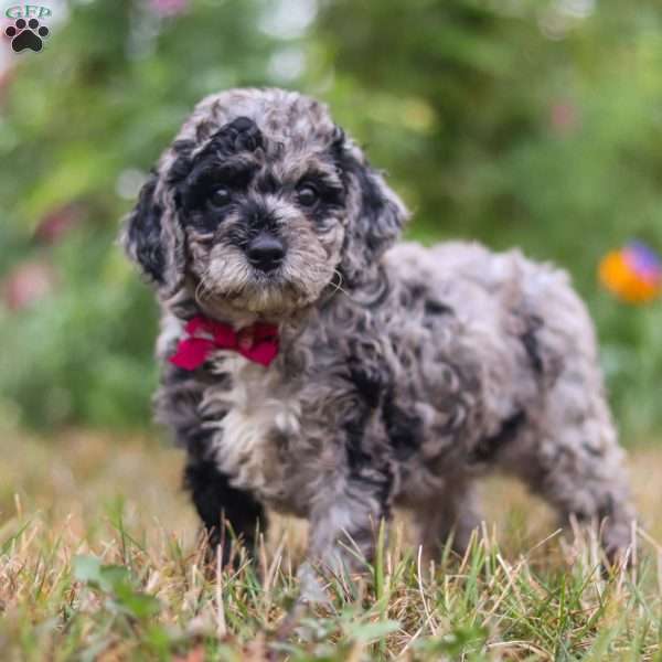 Cooper, Mini Goldendoodle Puppy