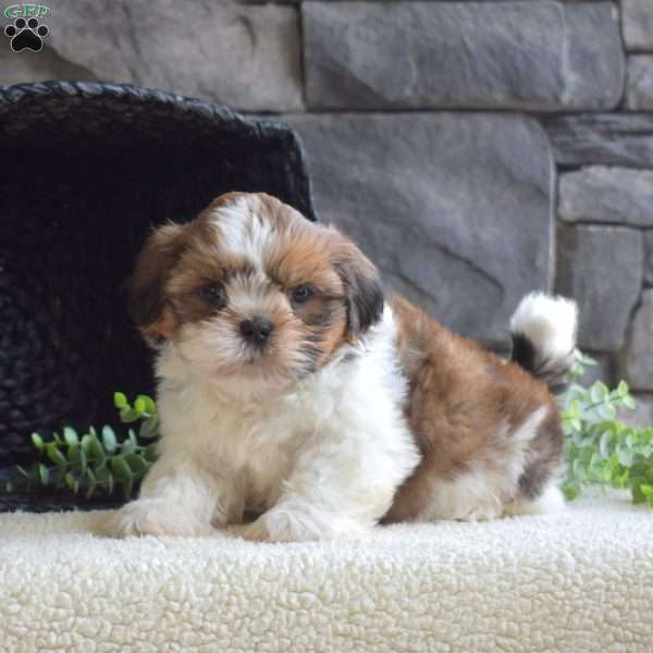 Cooper, Shih Tzu Puppy