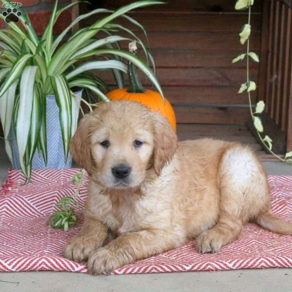 Cooper, Golden Retriever Puppy