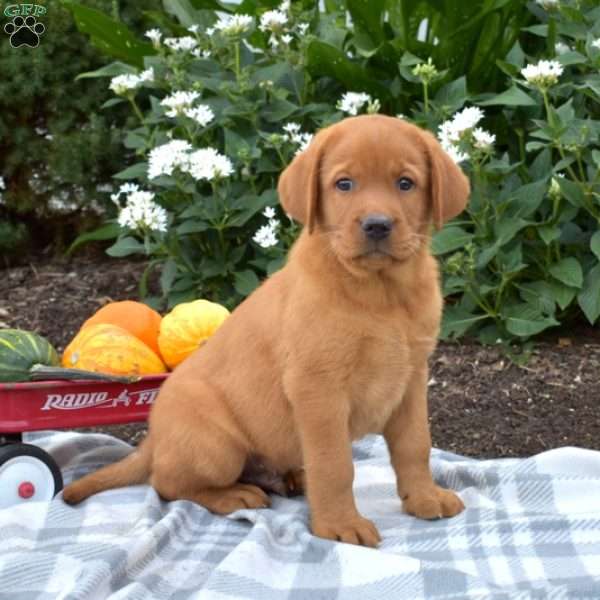 Cooper, Fox Red Labrador Retriever Puppy