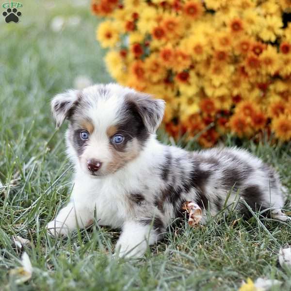 Cooper, Miniature Australian Shepherd Puppy