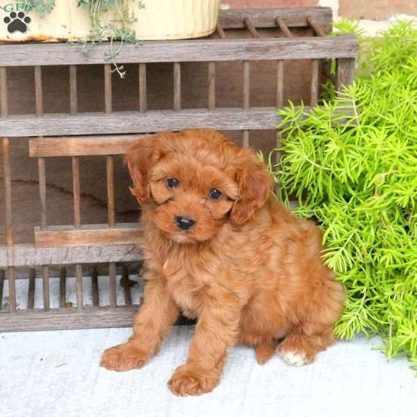 Cora, Cavapoo Puppy