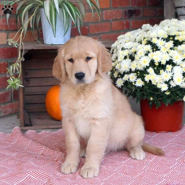 Corey, Golden Retriever Puppy