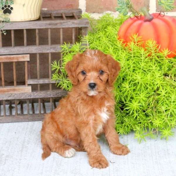 Corey, Cavapoo Puppy