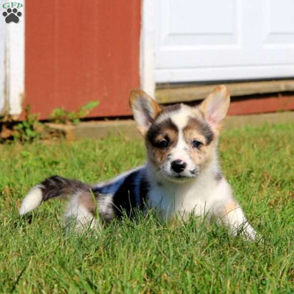 Courtney, Pembroke Welsh Corgi Puppy