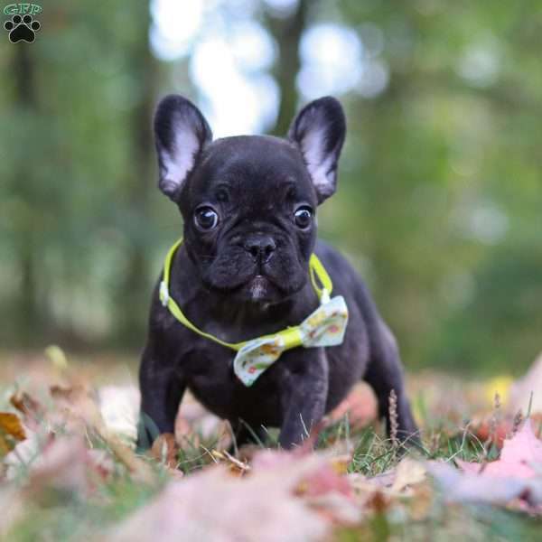 Crew, French Bulldog Puppy