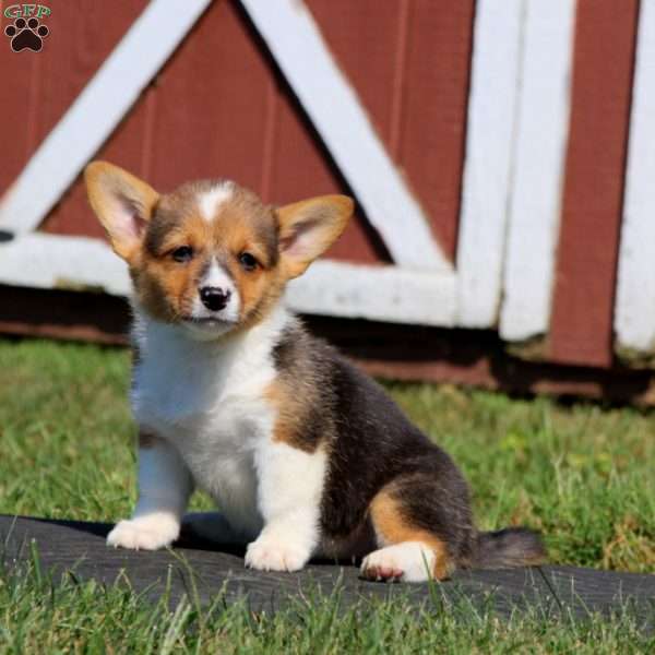 Crissy, Pembroke Welsh Corgi Puppy