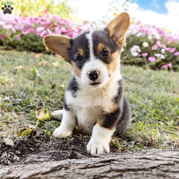 Cristina, Pembroke Welsh Corgi Puppy