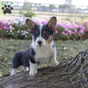 Crystal, Pembroke Welsh Corgi Puppy