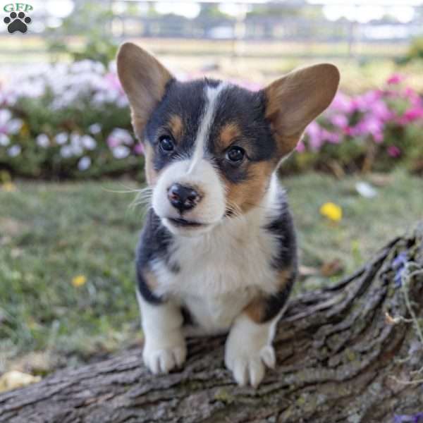 Crystal, Pembroke Welsh Corgi Puppy