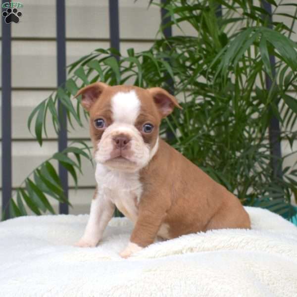 Cubby, Boston Terrier Puppy