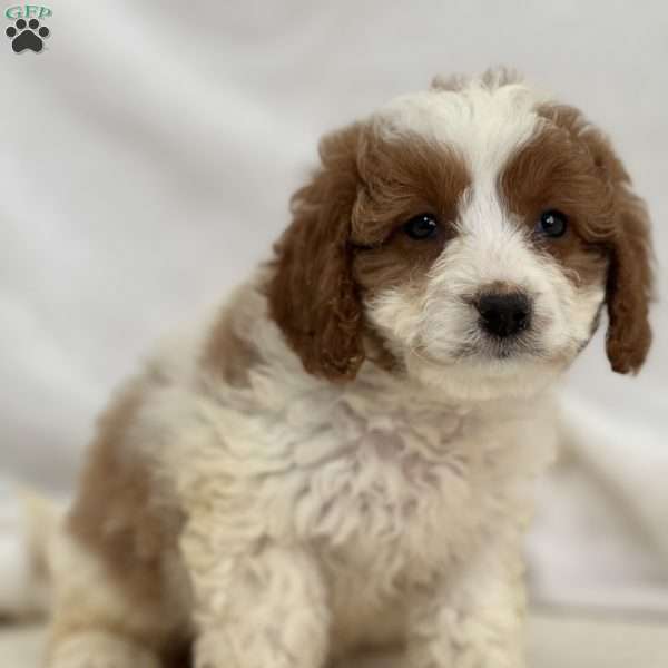 Cupcake, Cavapoo Puppy